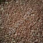 Мы хотим купить пшеницу, кукурузу, ячмень оптом.