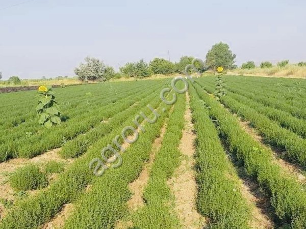 Чабер (Цитрон)