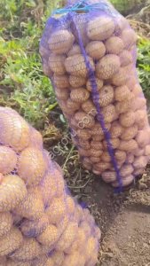 Картофель ГАЛА