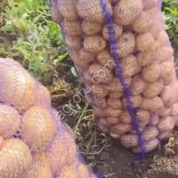 Картофель ГАЛА