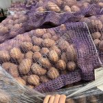 Картофель с песочной земли