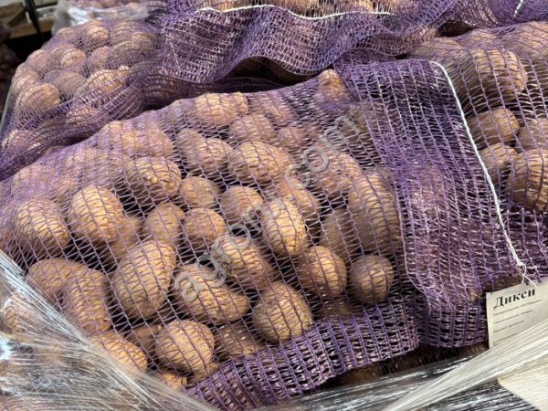 Картофель с песочной земли