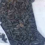 Семена подсолнечника Саратовский 20