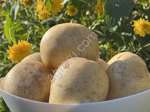 Картофель фермерский сорт Гала