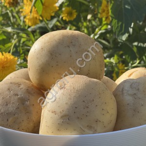 Картофель фермерский сорт Гала