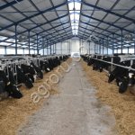 Сырое молоко