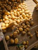 Картофель