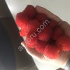 Саженцы малины тайской
