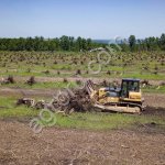 Вырубка деревьев при строительстве разных объектов