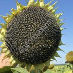 Семена гибрида подсолнечника НС 6009 (Сербская селекция Нови сад)