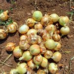 Лук репчатый