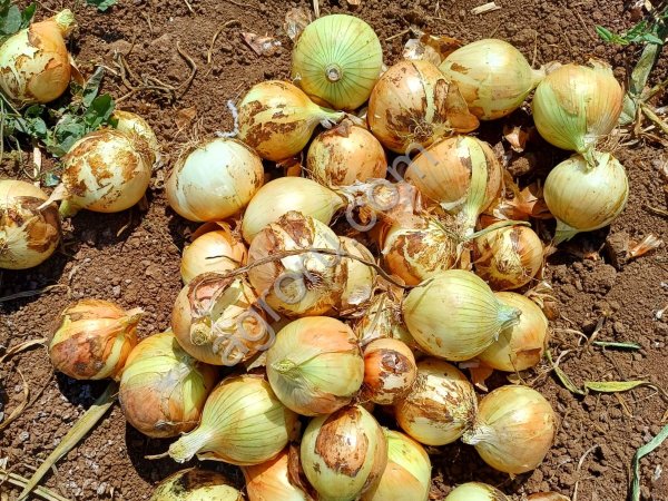 Лук репчатый