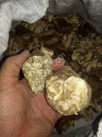 Туркестанская Ферула Лекарство номер 1