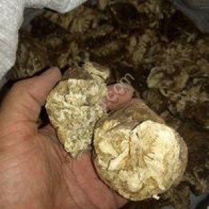 Семена-Саженцы-Корни Ферулы Джунгарская-Туркестанская