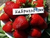 Саженцы клубники