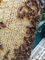 Мёд натуральный