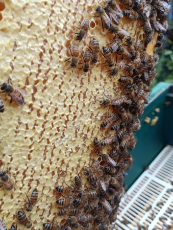 Мёд натуральный