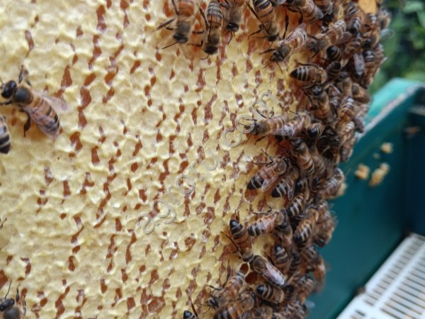 Мёд натуральный