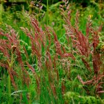 Овсяница красная, Сигма, РС1