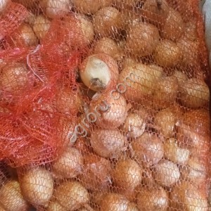 Лук