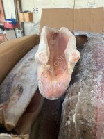 Форель ПБГ 0, 9+(Армения)