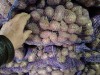 Семенной картофель красный и желтый