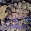Семенной картофель красный и желтый