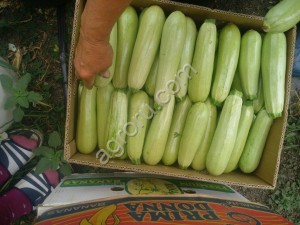 Кабачки Оптом, сорт Арал, свежие с поля в Краснодарском крае