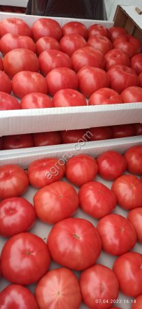 Помидоры (томаты)