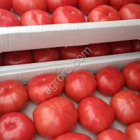 Помидоры (томаты)