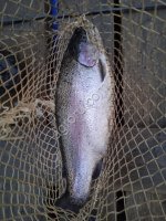 Форель охлаждённая 1, 7-2, 3 кг НПСГ