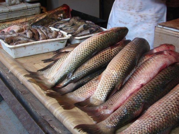 Спорные паразиты,- Краткий обзор рынка рыбы