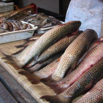 Спорные паразиты,- Краткий обзор рынка рыбы