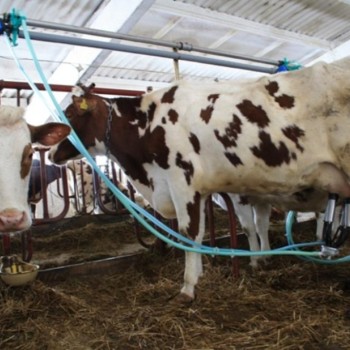Новые производства и новые регламенты - Краткий обзор рынка молока