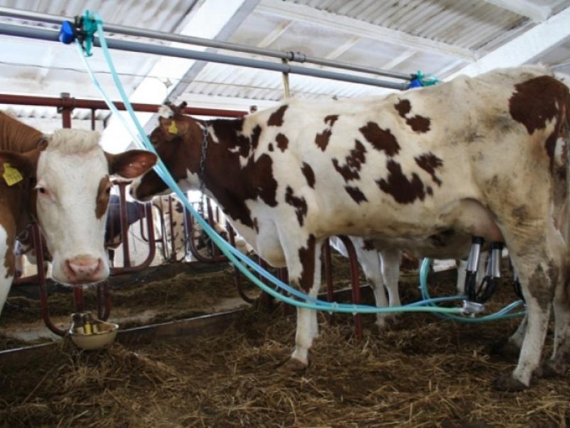 Новые производства и новые регламенты - Краткий обзор рынка молока