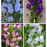 Рассада цветов колокольчика на срезку