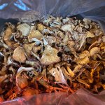 Лисички сушеные