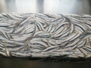 Хамса в брикете