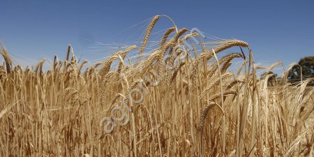 Семена ячменя НУР ЭС/РС1