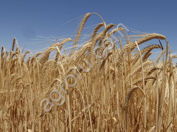 Семена ячменя НУР ЭС/РС1