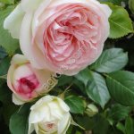 Саженцы роз