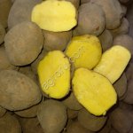 Картофель Гала 5+ от производителя!