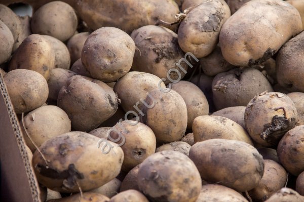 Аналитический обзор рынка овощей