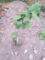 Саженцы грецкого ореха, фундук Трапезунд