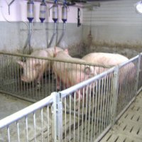 Станок опороса осеменения ожидания хрячник