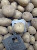 Картофель оптом из Брянской области