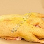 Мясо утки