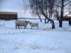 ГАЛЛОВЕИ