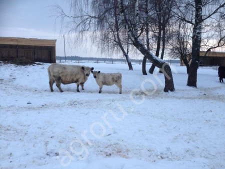 ГАЛЛОВЕИ