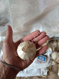 Озимый Чеснок!